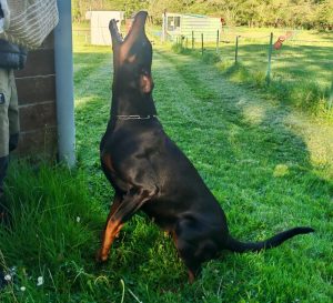 Bonny Doberpassion